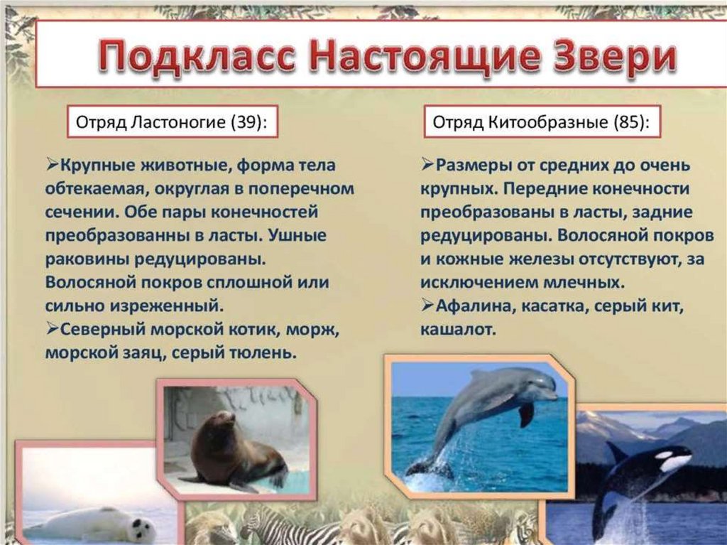 Морские млекопитающие презентация