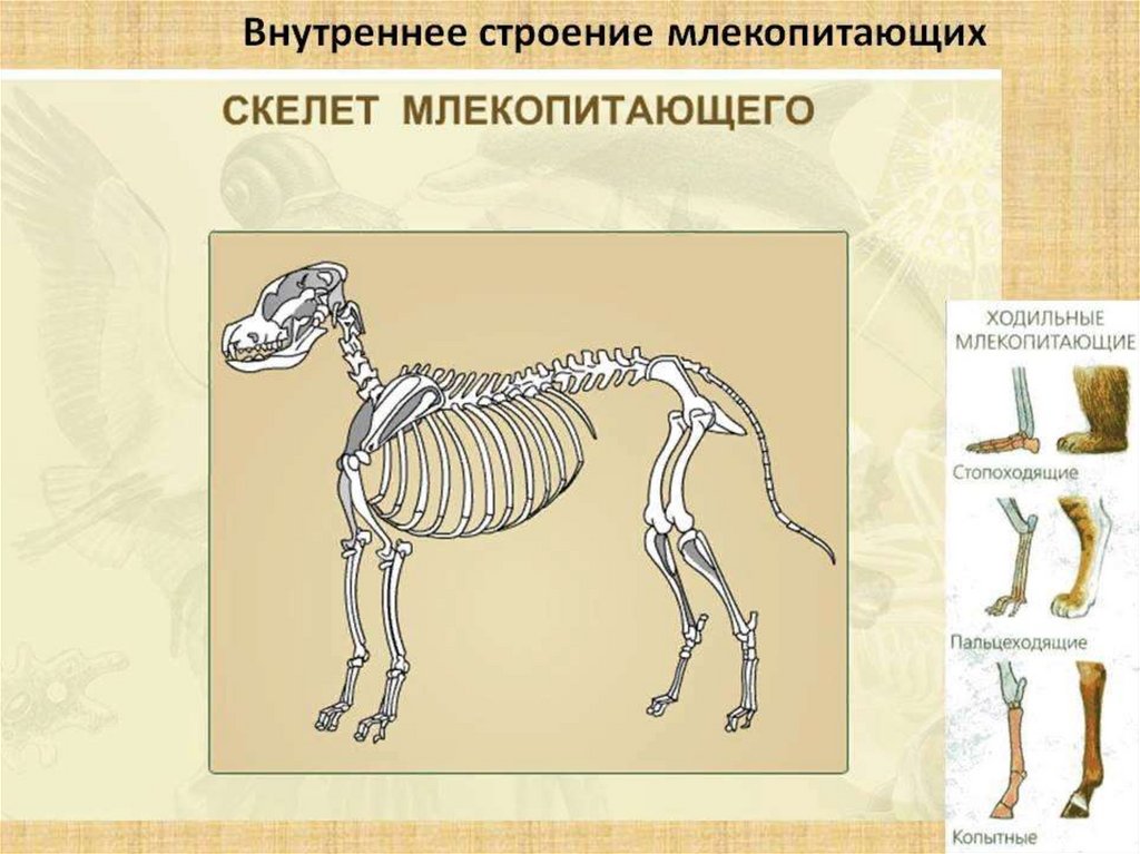 Кости в скелете млекопитающих соединяются между собой. Скелет млекопитающего 7 класс биология. Внутреннее строение млекопитающих скелет. Скелет млекопитающих 7 класс. Строение скелета млекопитающих.