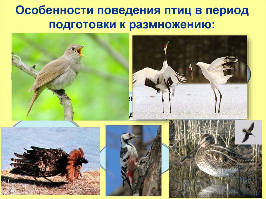 Особенности поведения птиц в период подготовки к размножению: