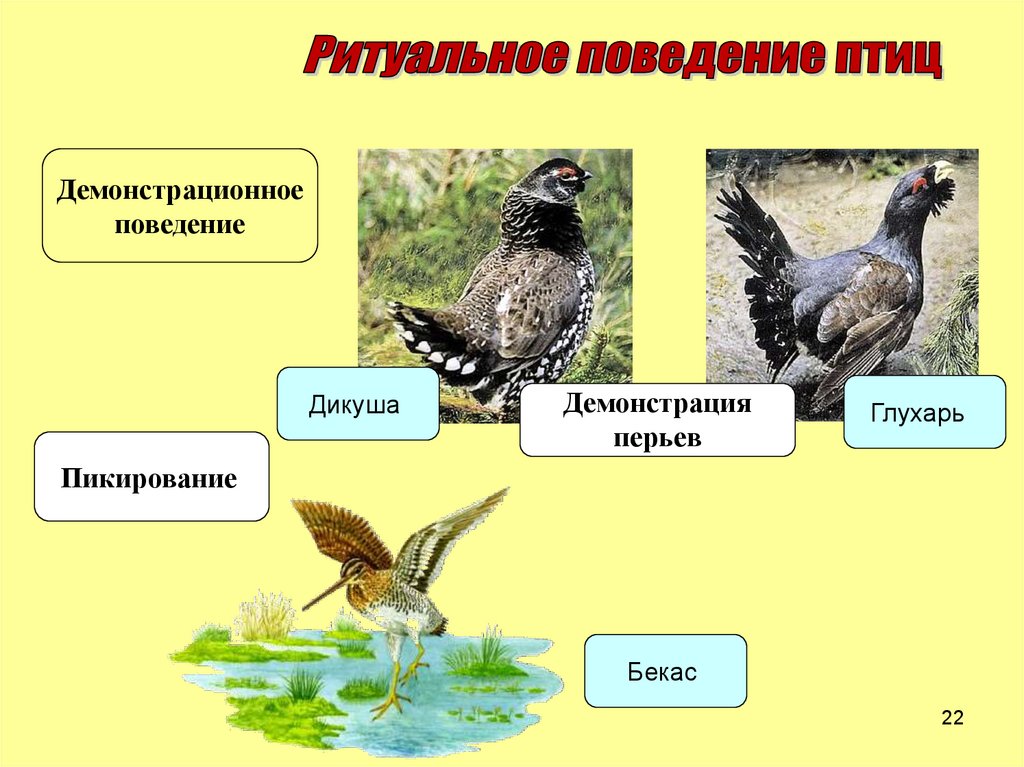 Последовательность сезонных явлений в жизни птиц