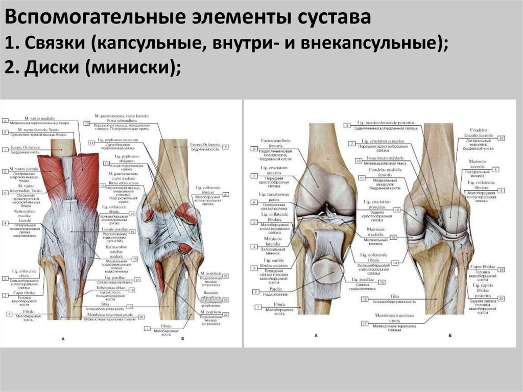 Основные элементы сустава. Перечислите основные и вспомогательные элементы сустава.. Сустав анатомия основные и вспомогательные элементы. Капсульно-связочный аппарат коленного сустава. Вспомогательные элементы коленного сустава.