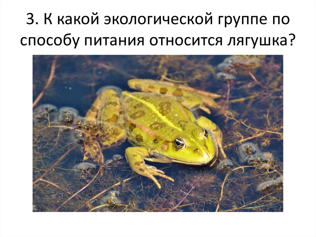 Фаги - презентация онлайн