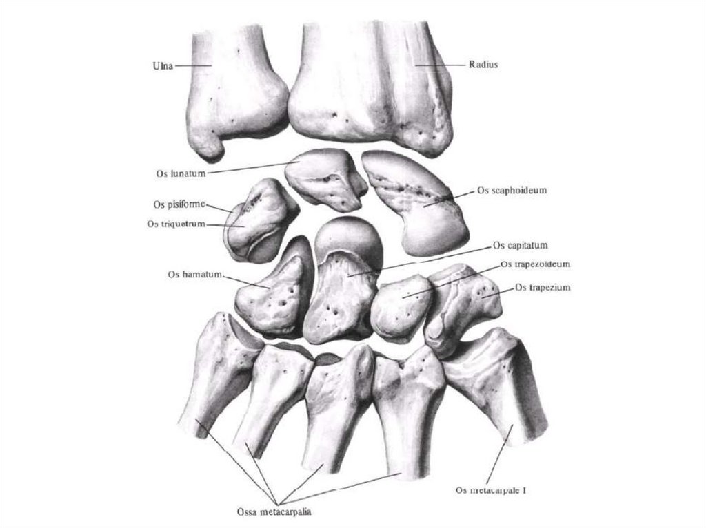 Запястье губчатая кость. Кости запястья Синельников. Кости запястья Синельников анатомия. Кости кисти анатомия латынь. Кости кисти на латыни.