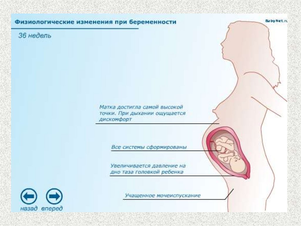 Физиологические изменения в организме женщины при беременности презентация