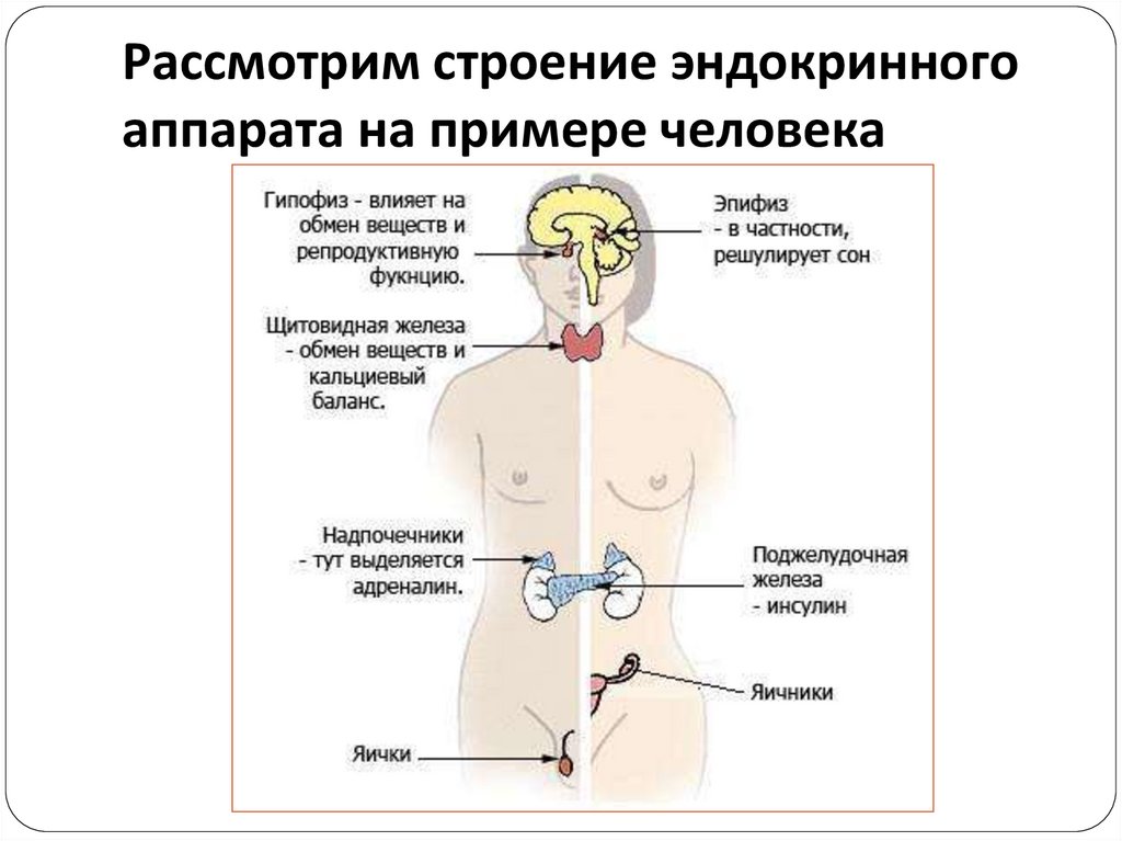 Под каким номером изображена эндокринная система человека. Эндокринная система и эндокринные железы. Эндокринные железы человека схема. Железы внутренней секреции функции. Эндокринный аппарат. Строение и функции желез внутренней секреции.