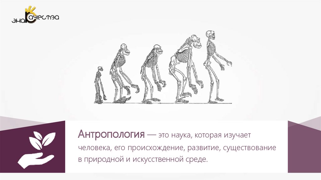 Наука изучающая процесс эволюции человека. Арростоидный Тип это в антропологии.