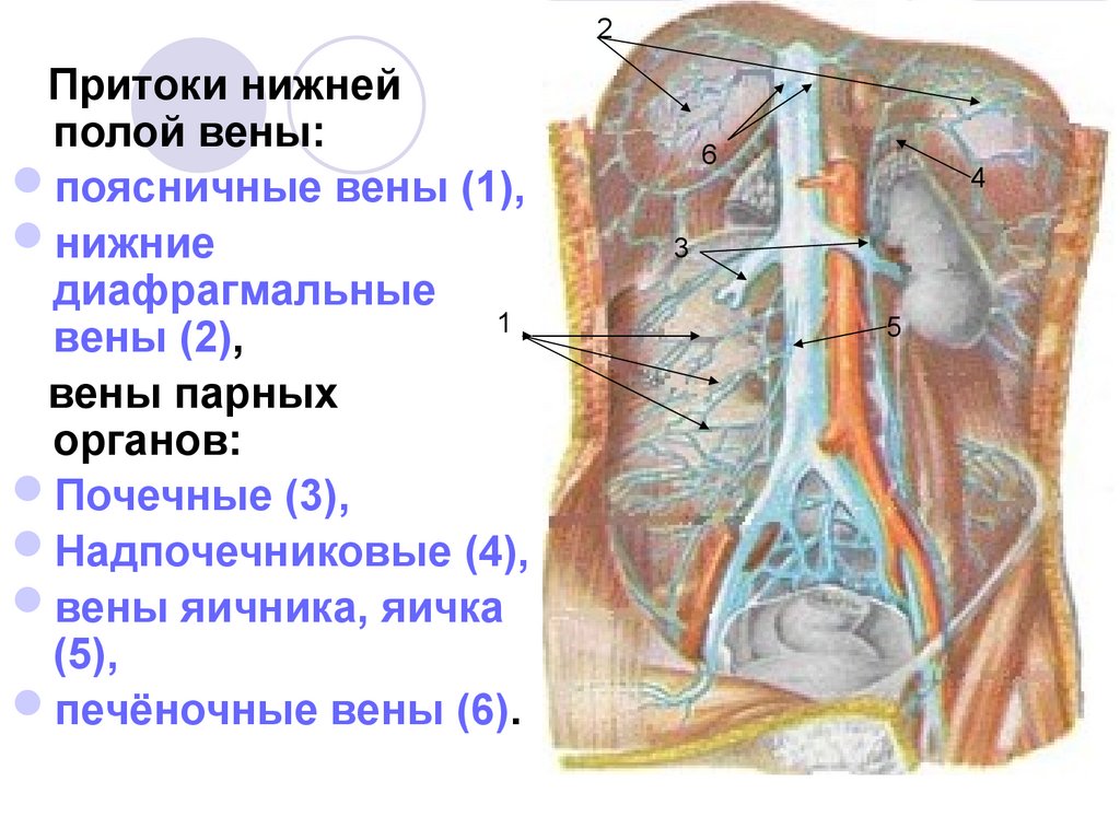 Клапаны нижней полой вены