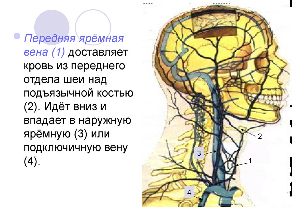 Отток крови от головного мозга. Внутренняя яремная Вена притоки. Притоки внутренней яремной вены. Внутричерепные притоки внутренней яремной вены. Внутренняя яремная Вена анатомия кт.