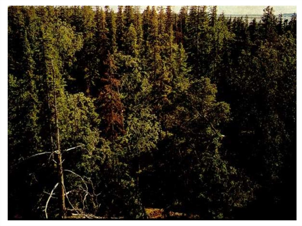 Хвойная тайга 5. Тайга (хвойные леса) Сыктывкар. Сосна в тайге. Еловые леса Ялуторовского района. Тайга зовет.