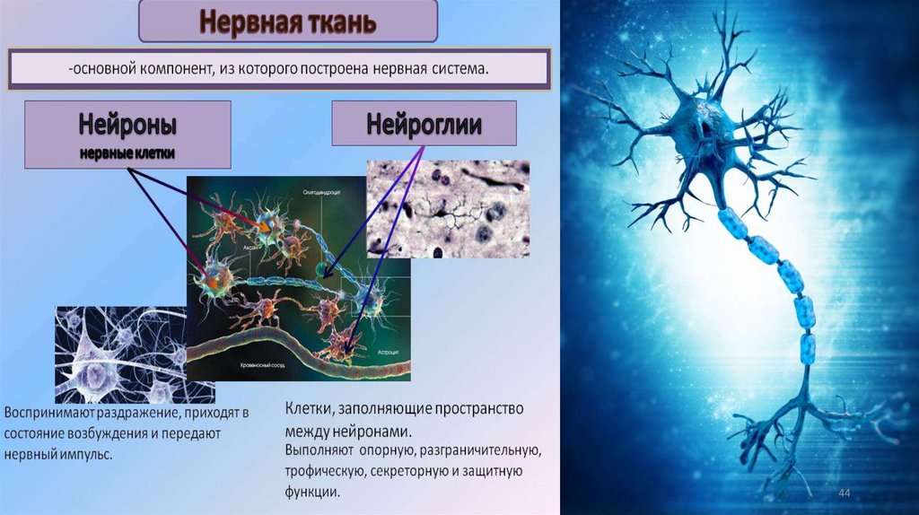 Нервная ткань гистология презентация