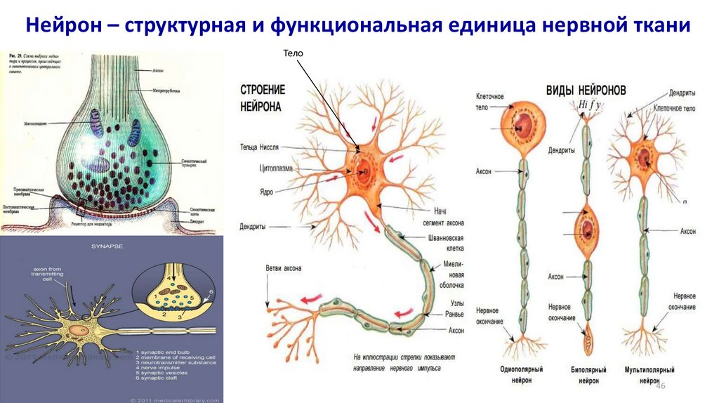 Нейрон структурная и функциональная единица ткани. Структурно-функциональная единица нервной ткани. Структурная единица нервной ткани. Структурная елмница нервеоц Туани.