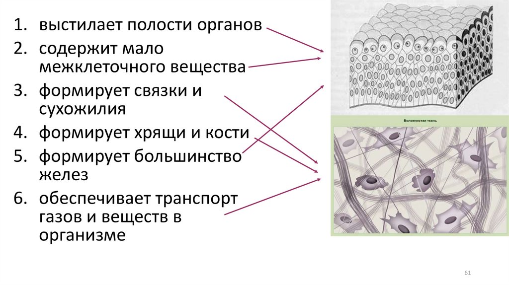 Хрящевая ткань развивается. Межклеточное вещество гистология. Источники развития тканей гистология. Источник развития хрящевой ткани. Межклеточное вещество гистология презентация.