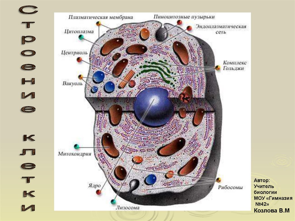 Составляющие любой клетки. Строение клетки человека рисунок. Строение человеческой клетки. Строение животной клетки ЕГЭ биология. Картинки строение человеческой клетки.