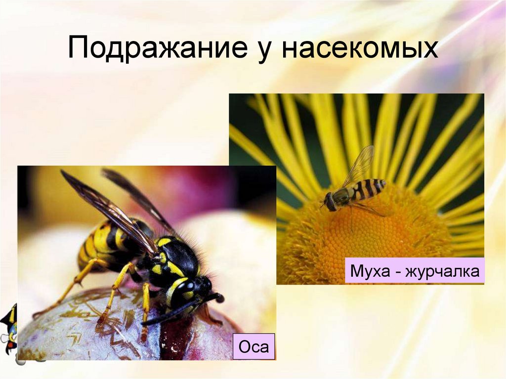 Муха журчалка адаптация. Муха журчалка и Оса. Мимикрия Оса и Муха. Адаптация насекомых. Подражание насекомых.