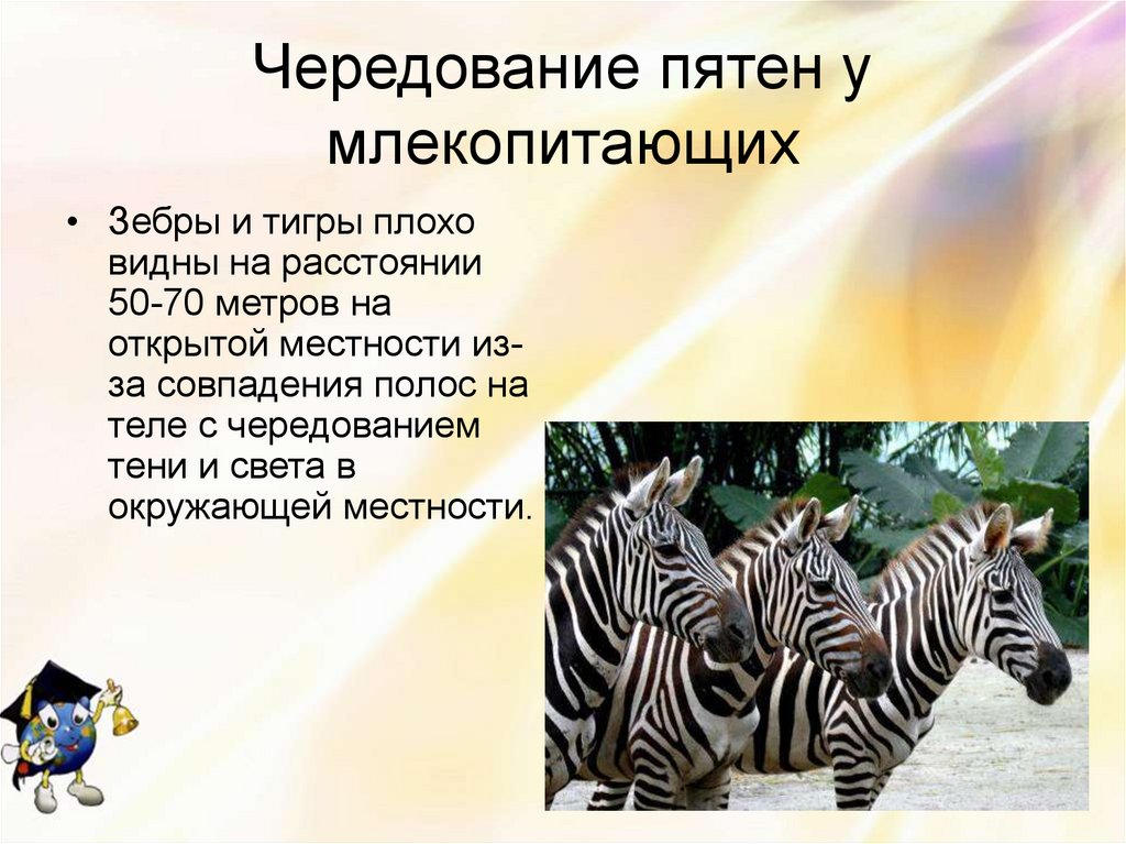Приспособления млекопитающих к условиям среды. Адаптация зебры. Приспособления зебры. Физиологические адаптации зебры. Зебра приспособление к среде.