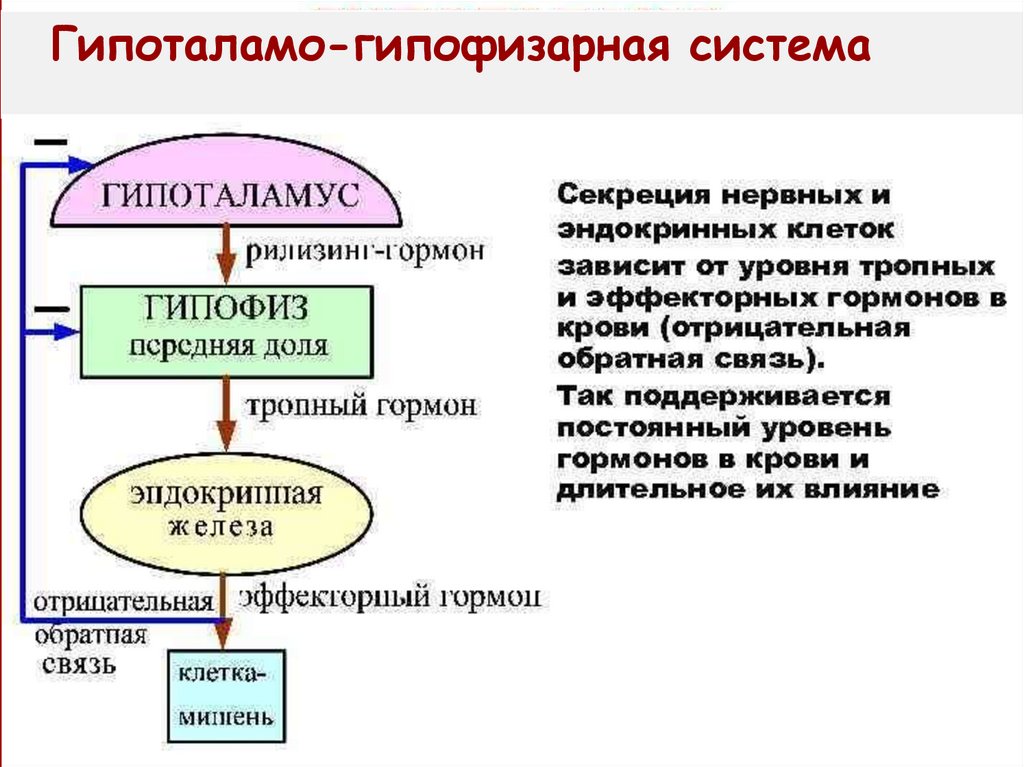 Тропные гормоны