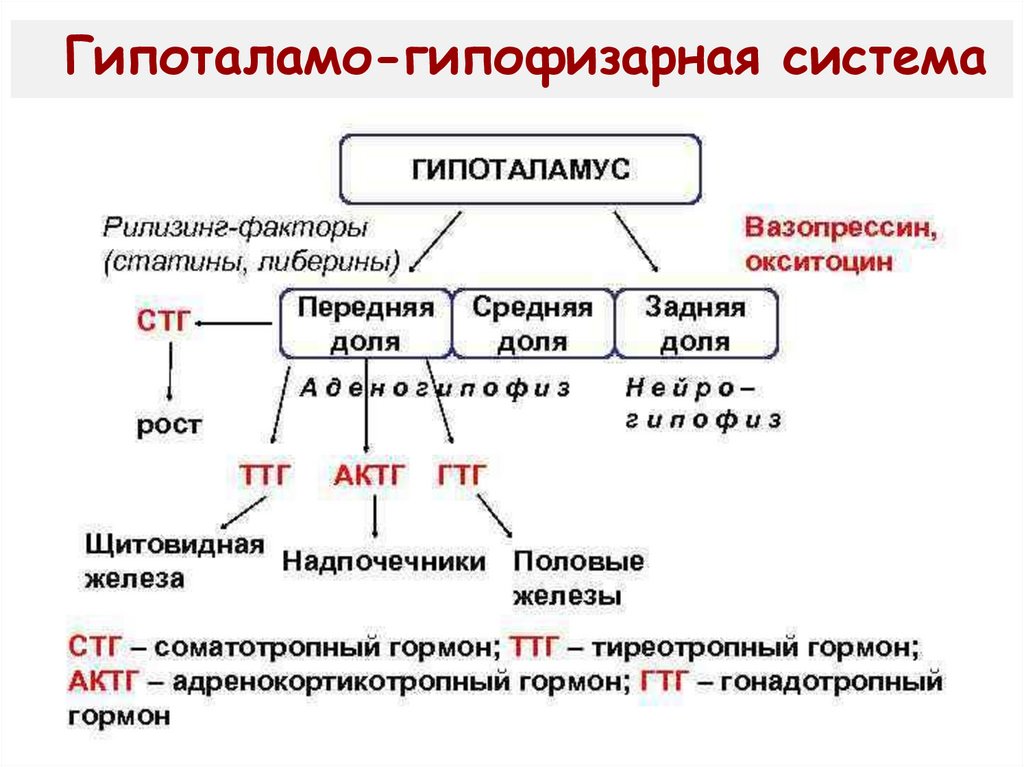 Тропные гормоны