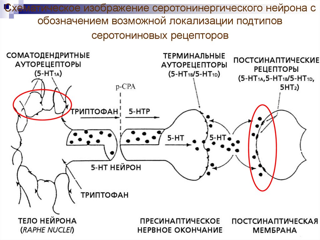 Нейрохимический определитель