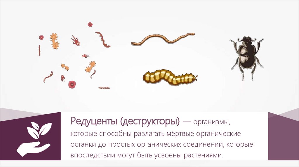 Гнилостные бактерии редуценты