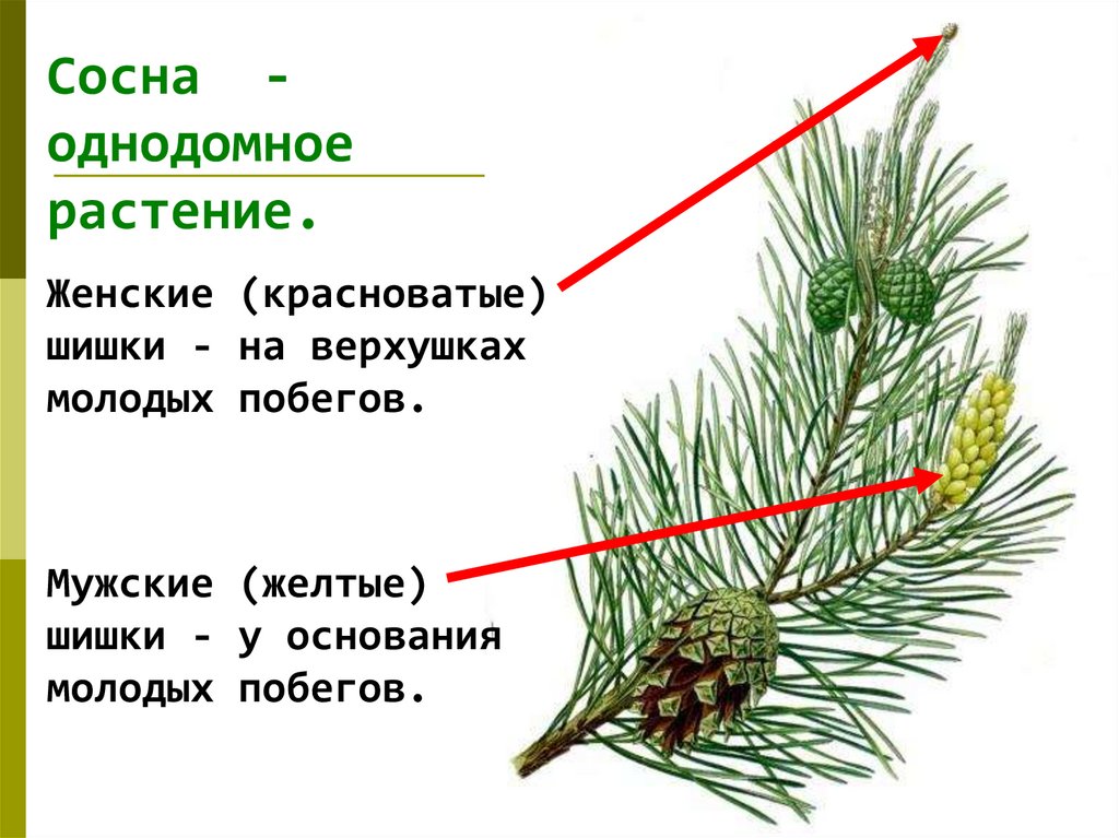 Презентация семенные растения 5 класс