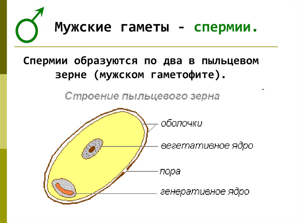 Жизненный цикл гаметы