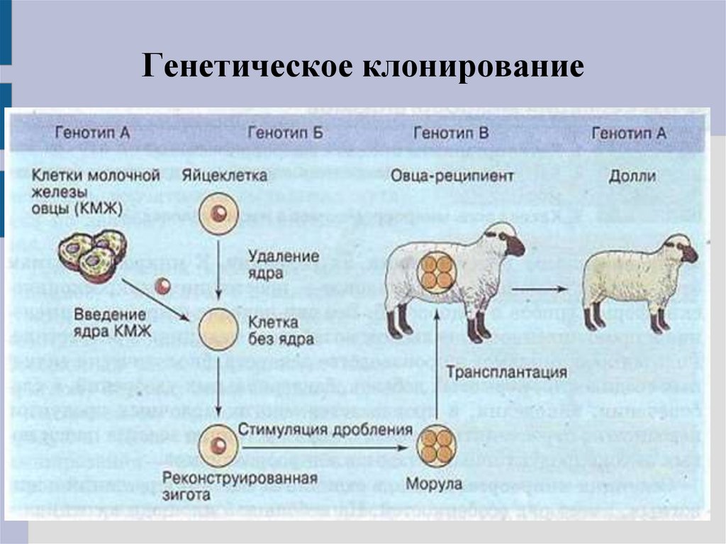 Клонирование долли схема