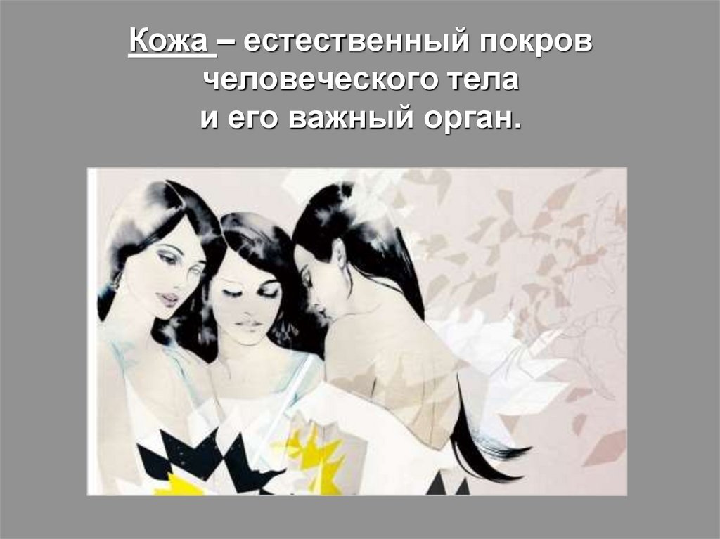 Кожа – естественный покров человеческого тела и его важный орган.