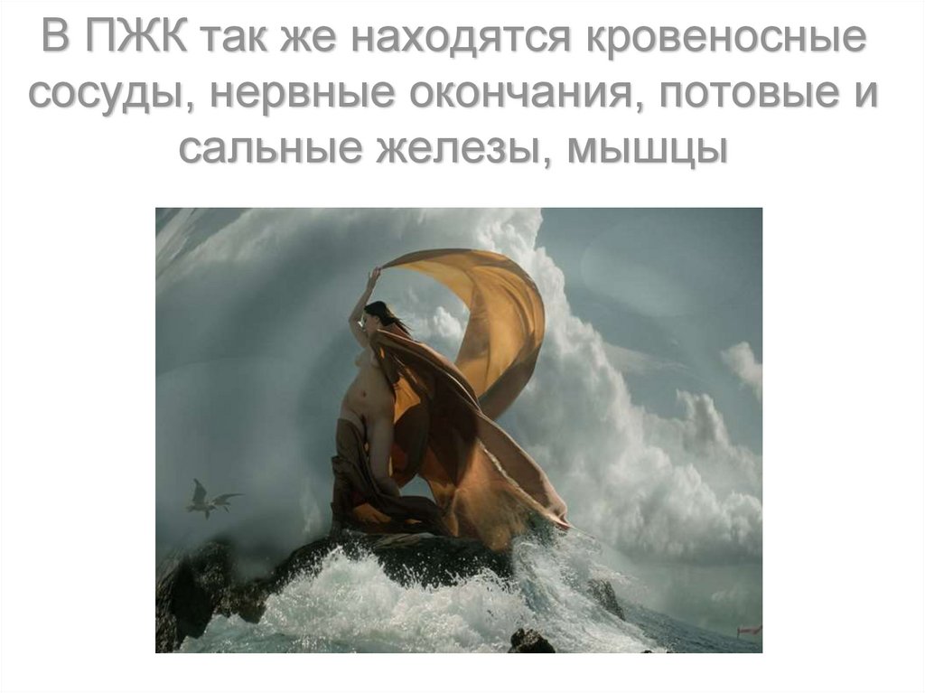 В ПЖК так же находятся кровеносные сосуды, нервные окончания, потовые и сальные железы, мышцы
