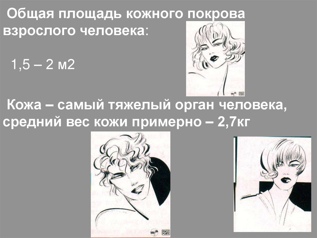 Общая площадь кожного покрова взрослого человека: 1,5 – 2 м2