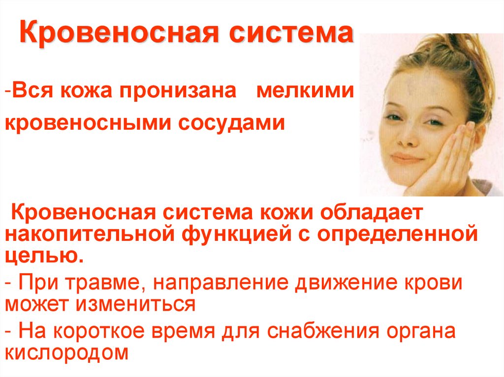 Кровеносная система