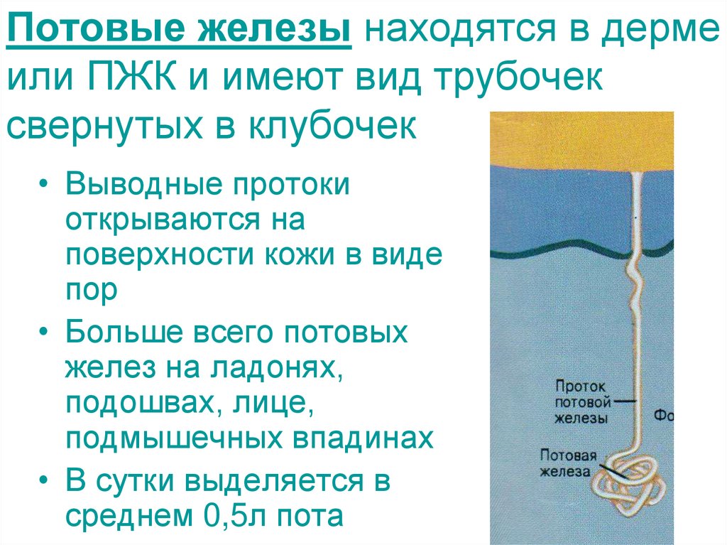 Потовые железы находятся в дерме или ПЖК и имеют вид трубочек свернутых в клубочек