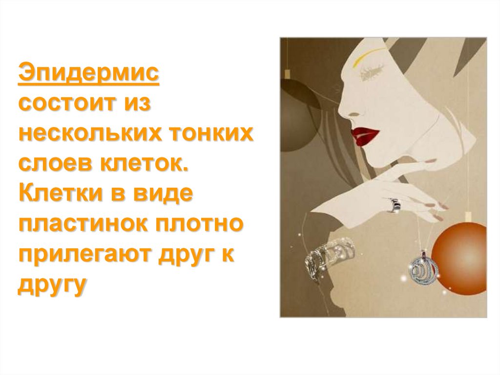 Эпидермис состоит из нескольких тонких слоев клеток. Клетки в виде пластинок плотно прилегают друг к другу