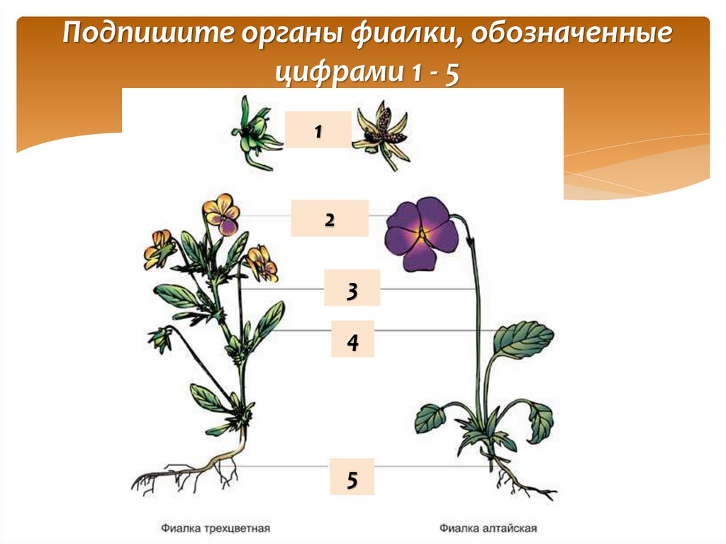 Генеративные изменения. Органы растений. Основные органы растений. Подпиши органы растения. Органы растений 5 класс.