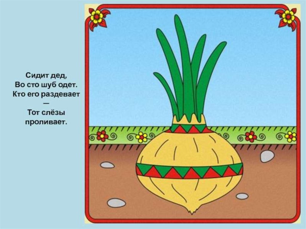 Лук картинки для огорода в детском саду. Луковица для детского сада. Лук для посадки в детском саду.