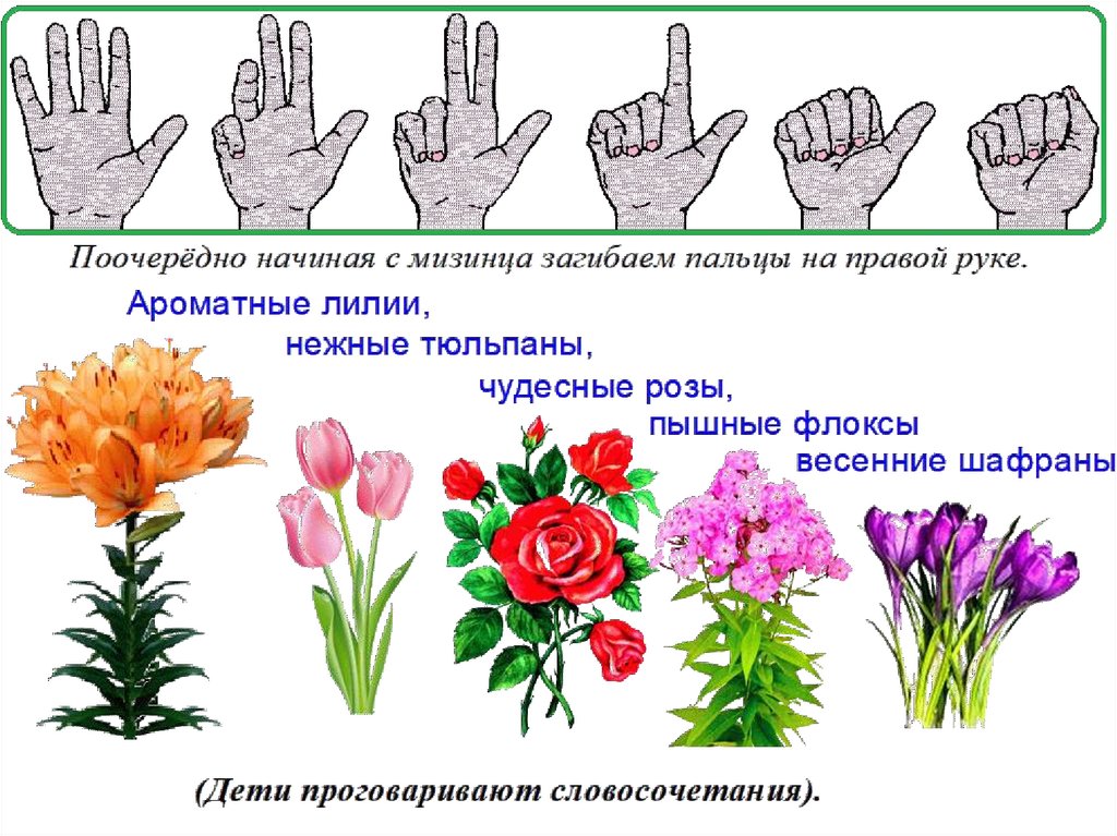 Презентация цветы в старшей группе