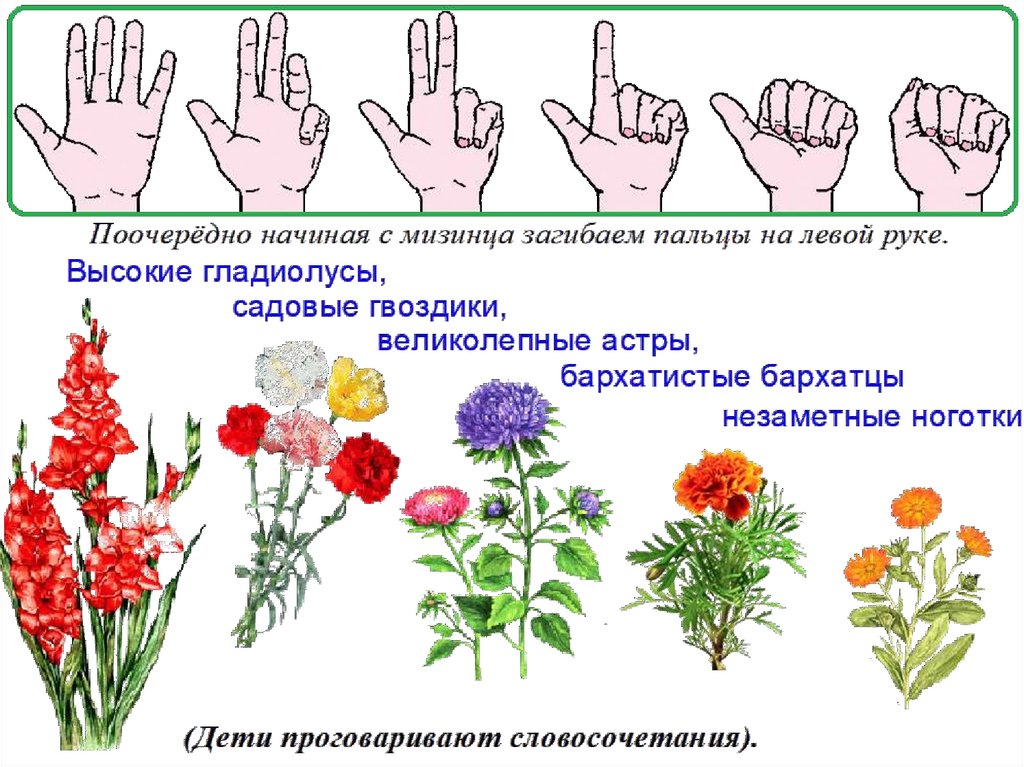 Презентация садовые цветы старшая группа