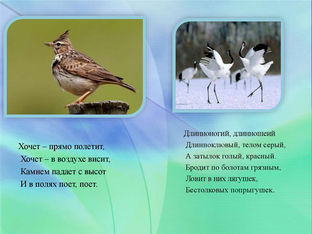 Песня жаворонком звонким полетим в края. Хочет прямо полетит хочет в воздухе висит. Длинноногий длинношеий длинноклювый телом серый. Жаворонки перелетные или нет. Длинноногий длинношеий длинноклювый телом серый а затылок ответ.