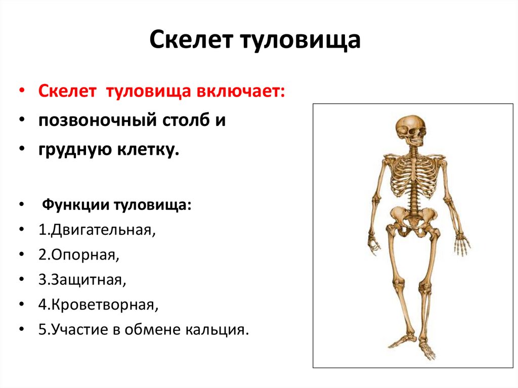 К добавочному скелету человека относятся