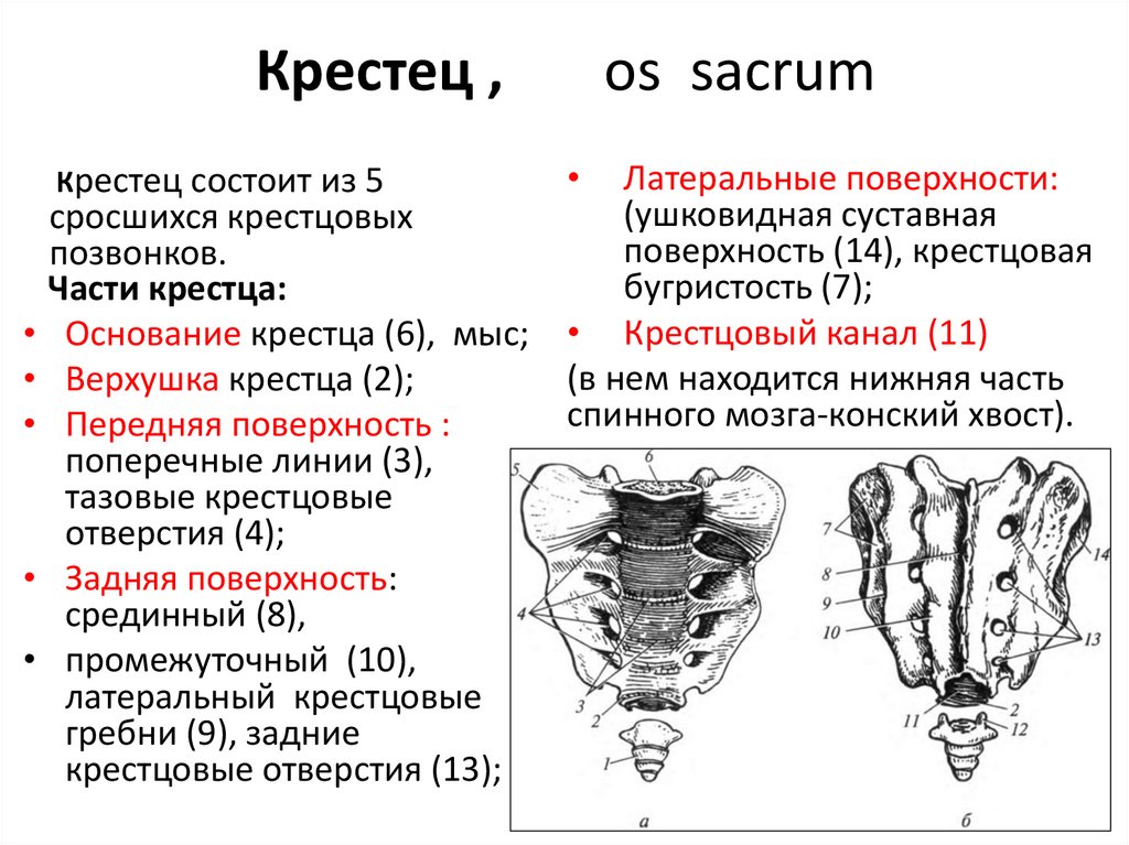 Морфофункциональная характеристика спинного мозга презентация