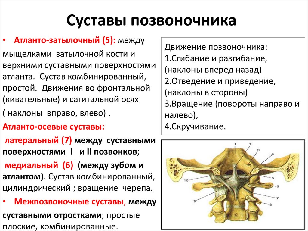 Соединения позвоночника суставы