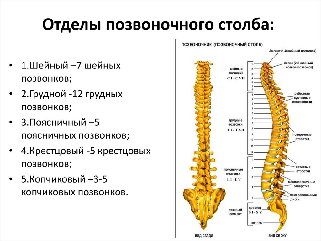 Строение черепа и позвоночника человека. Конский хвост позвоночника анатомия. Хвост у человека позвоночник как называется. Внутреннее строение позвоночных.