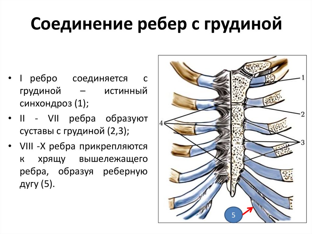 Соединение между ребрами. Первое ребро и Грудина Тип соединения. Соединение ребер с грудиной Тип соединения. Соединение ребер с позвонками и грудиной. Грудная клетка соединение ребер.