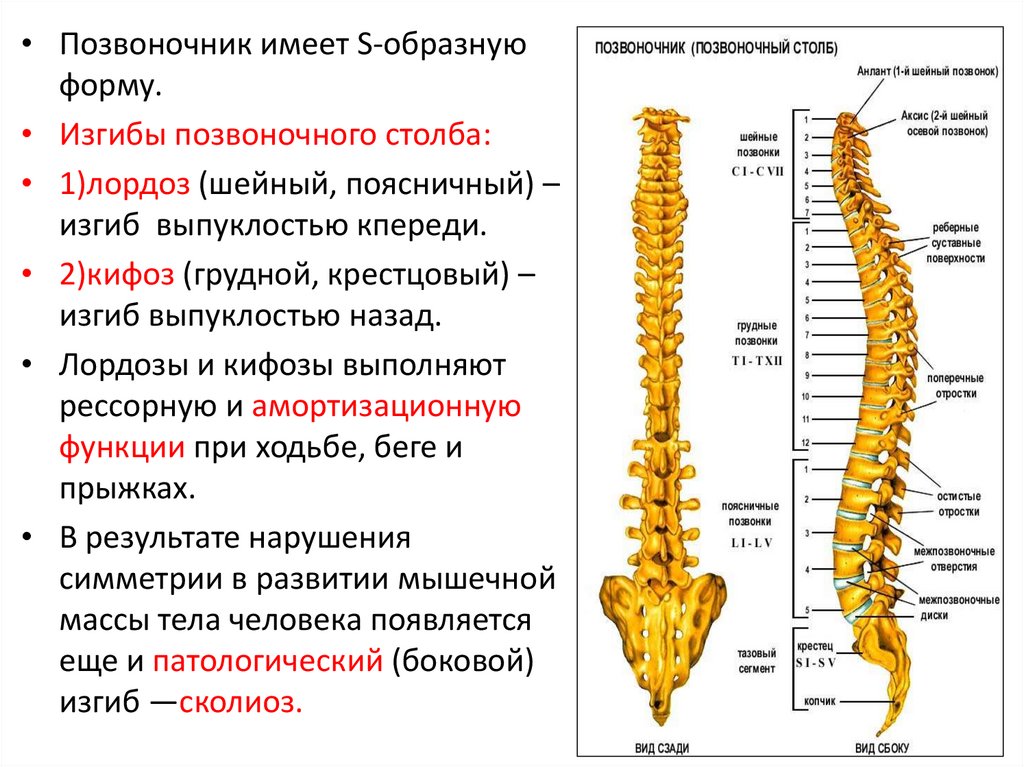 1 позвоночный столб