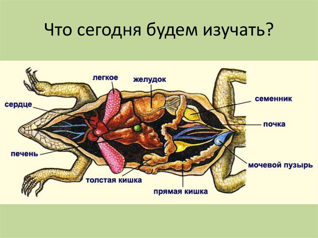 Внутренние органы рептилий. Выделительная система пресмыкающихся. Строение пищеварительной системы ящерицы рептилии. Внутреннее строение пресмыкающихся пищеварительная система. Выделительная система ящерицы.
