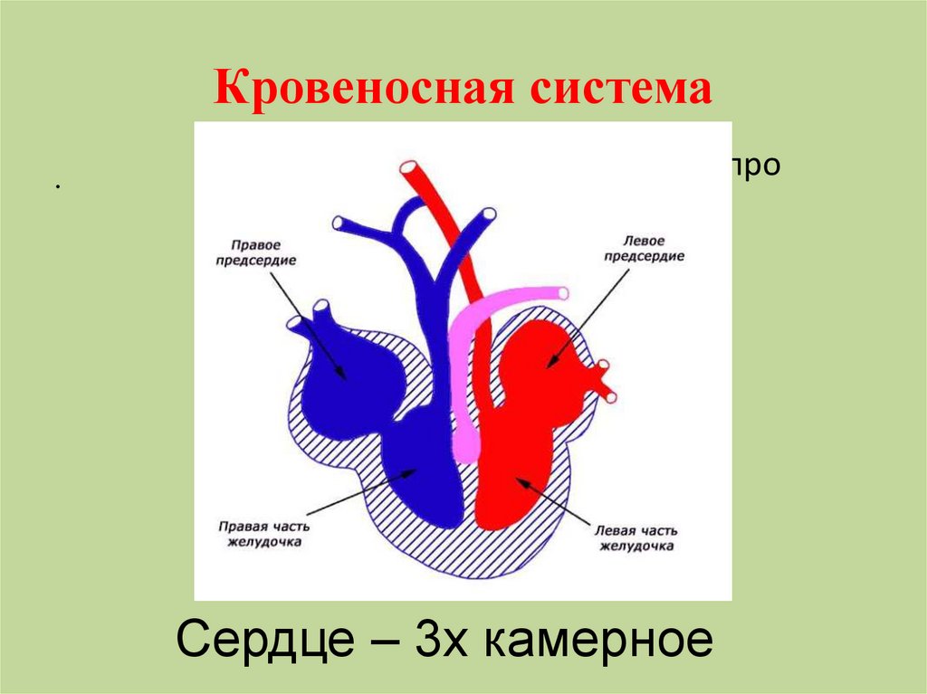 4 сердце пресмыкающихся состоит из. Строение сердца рептилий. Кровеносносная система. Кровеносная система сердца. Строение сердца пресмыкающихся.