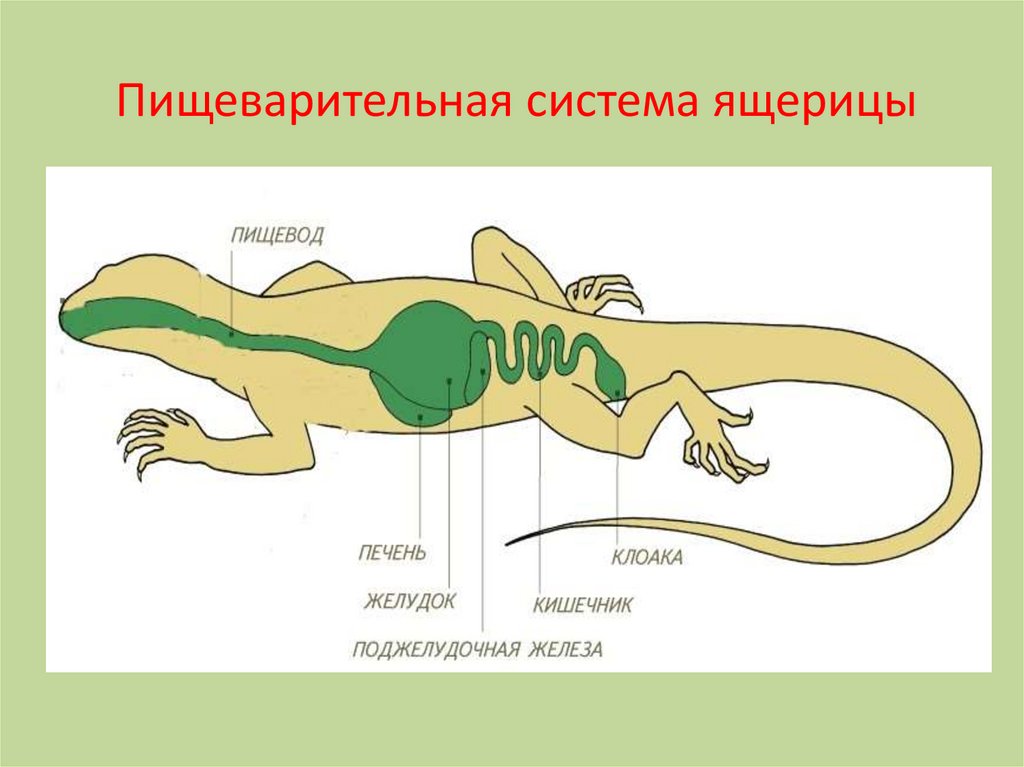 Система органов у ящерицы