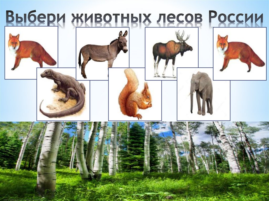 Выбери животных лесов России