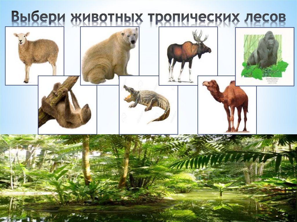 Выбери животных тропических лесов