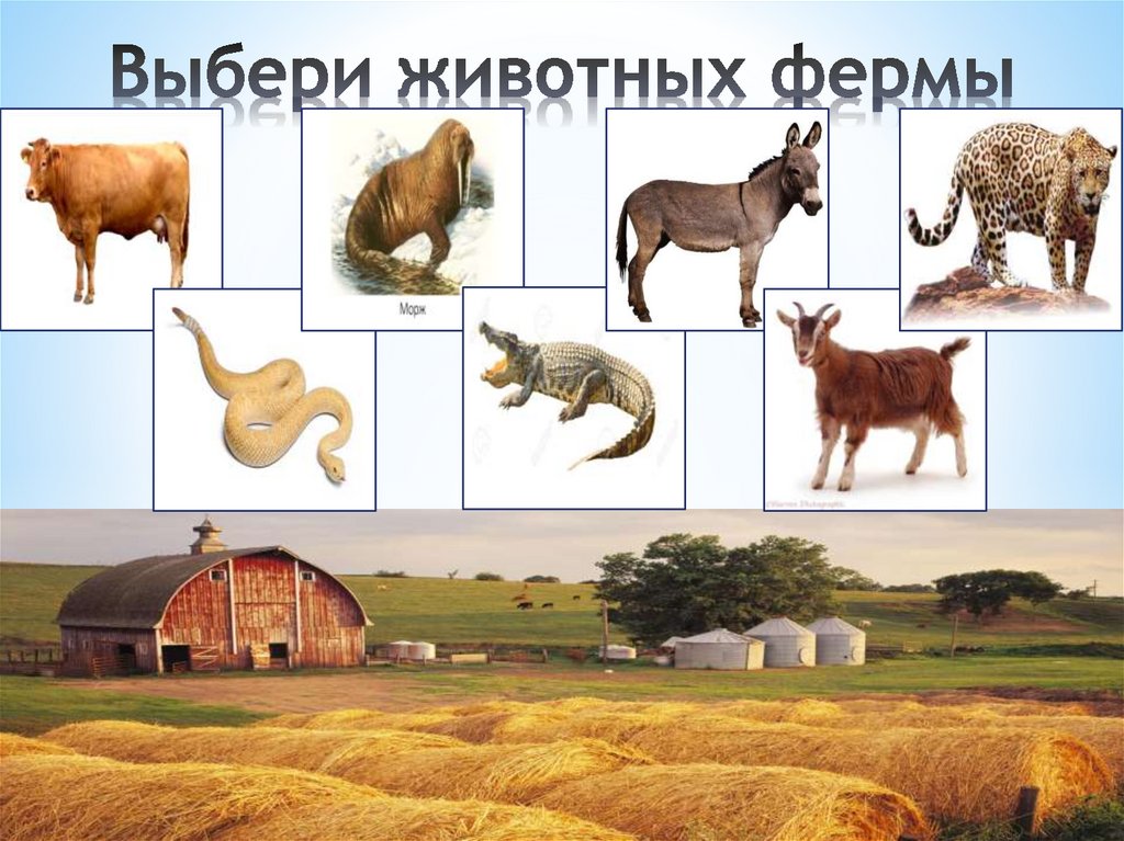 Выбери животных фермы