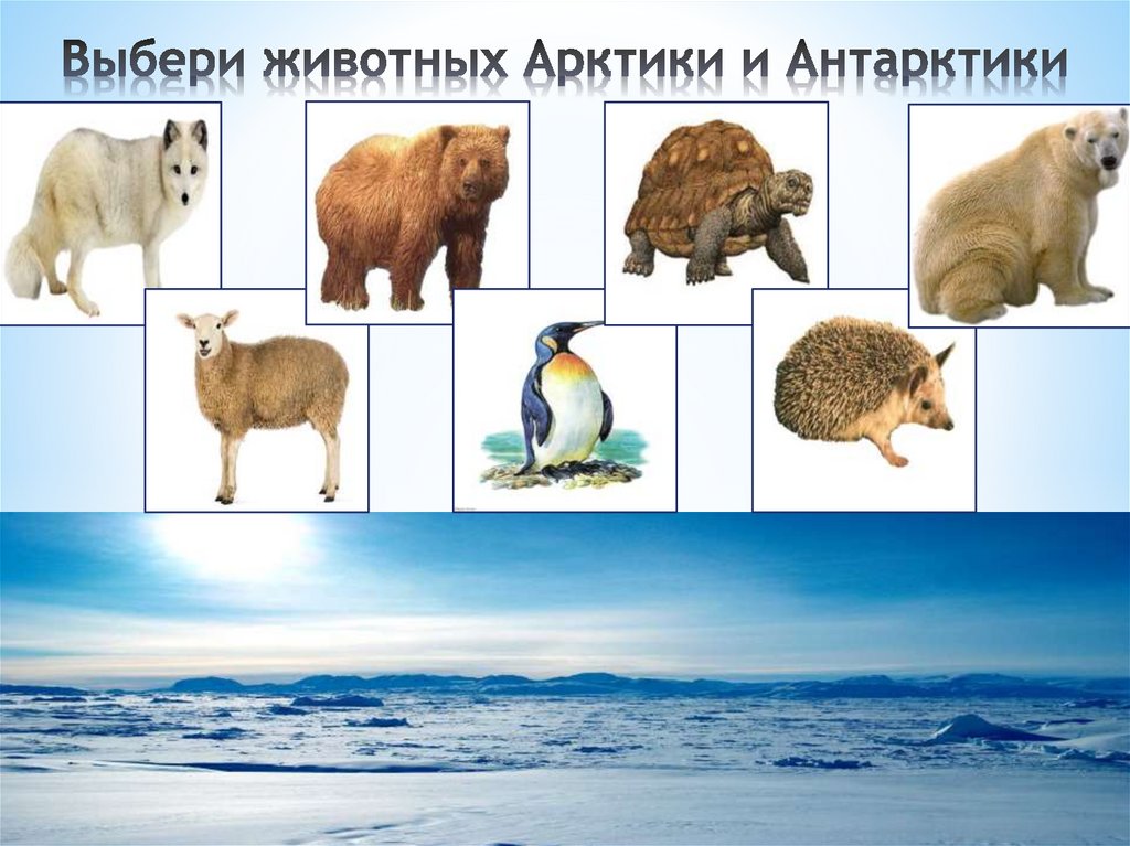 Выбери животных Арктики и Антарктики